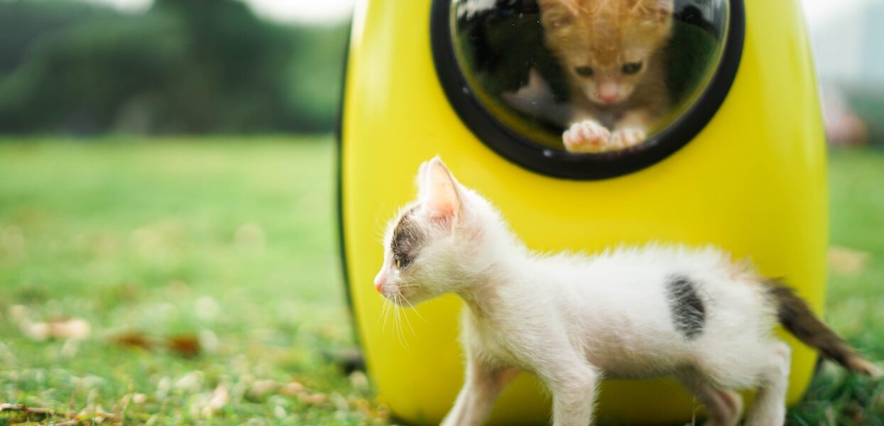 4 Cara Merawat Kucing buat Pemula yang Baru Pertama Kali Ingin Pelihara